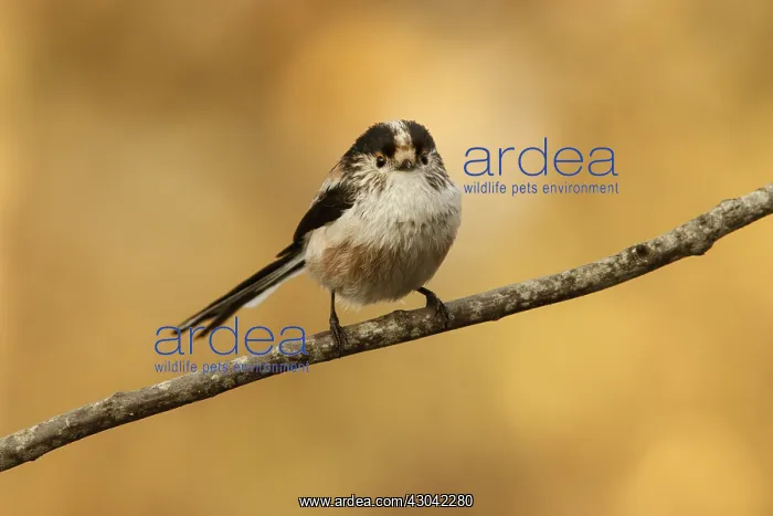 : Long-Tailed Tit - perched on a branch - Castile : Long-Tailed Tit - perched on a branch - Castile