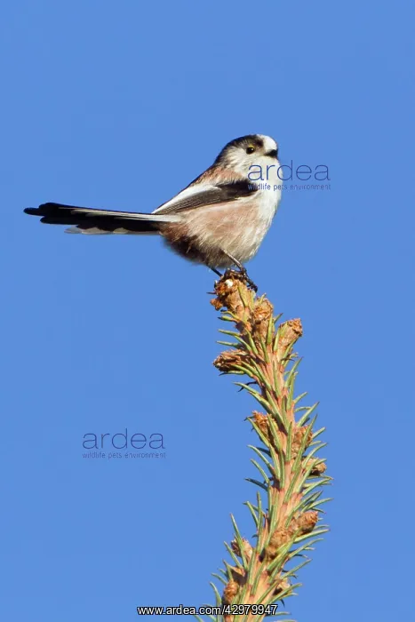 : Long-tailed Tit - perched on fir tree tip in garden : Long-tailed Tit - perched on fir tree tip in garden