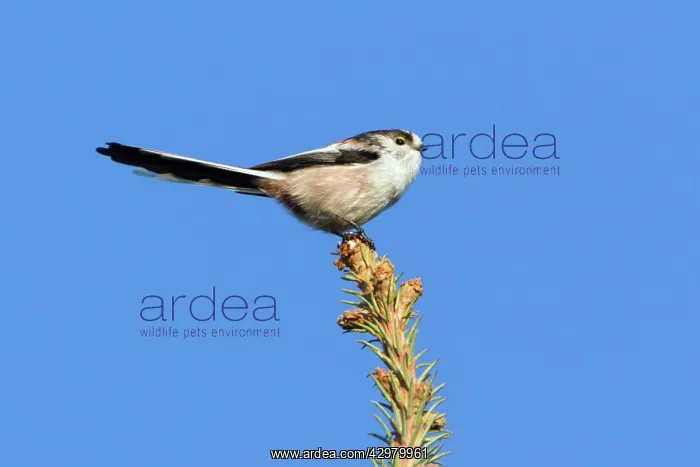  : Long-tailed Tit - perched on fir tree tip in garden
