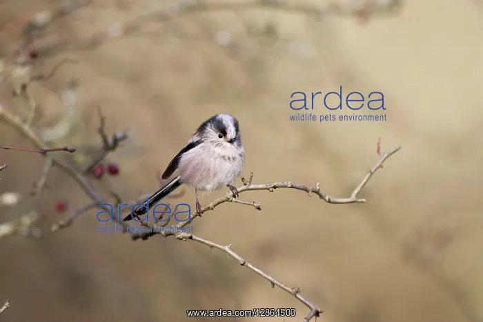 : Long-tailed Tit - Perched in hawthorn : Long-tailed Tit - Perched in hawthorn