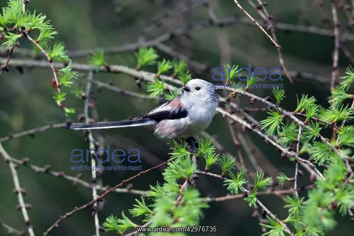 : Long-tailed Tit - perched on Larch Tree branch : Long-tailed Tit - perched on Larch Tree branch