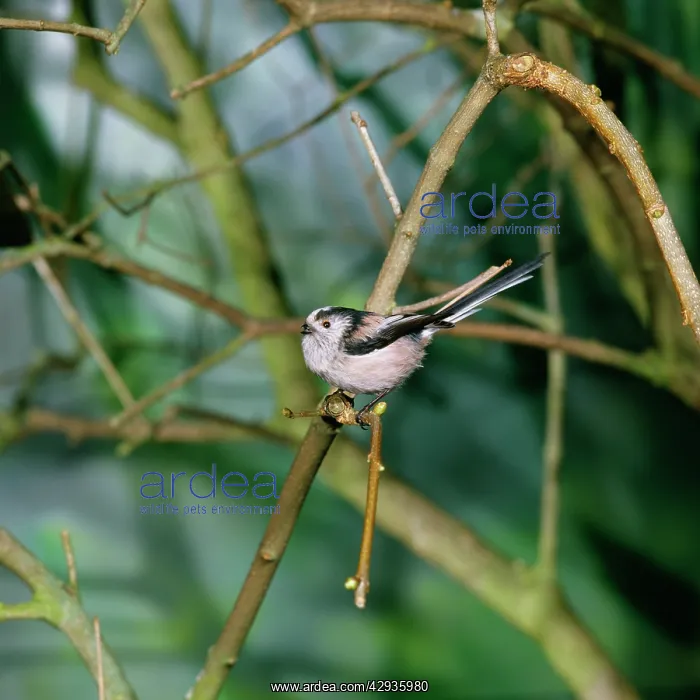 : Long-tailed TIT - perched, side view : Long-tailed TIT - perched, side view