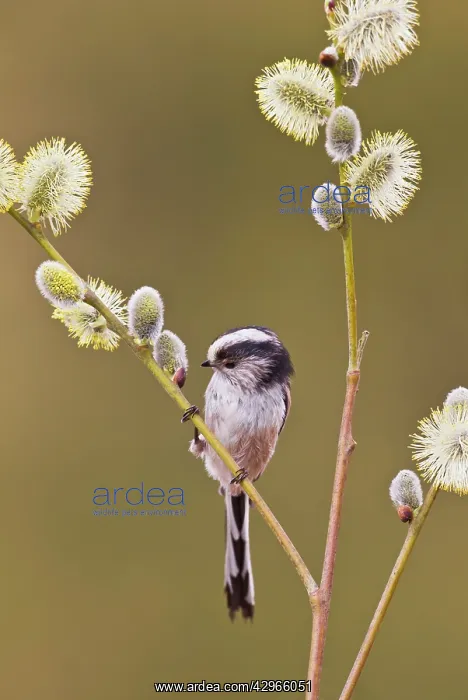  : Long - tailed Tit - on Pussy Willow