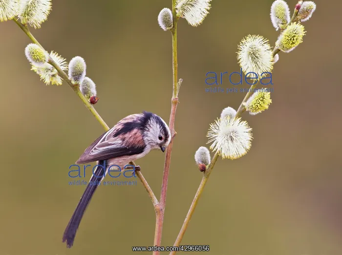 : Long - tailed Tit - on Pussy Willow : Long - tailed Tit - on Pussy Willow