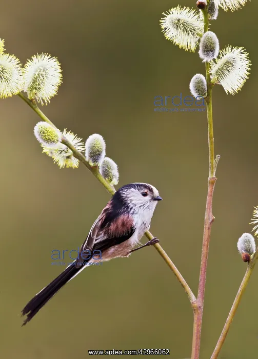 : Long - tailed Tit - on Pussy Willow : Long - tailed Tit - on Pussy Willow