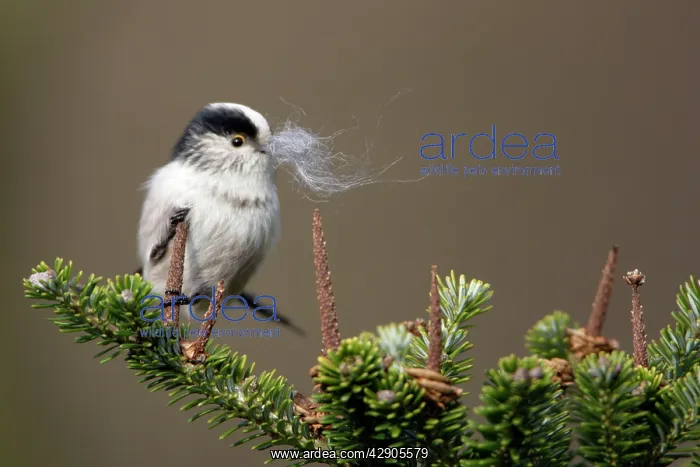 : Long-Tailed Tit - With sheeps wool in bill as : Long-Tailed Tit - With sheeps wool in bill as