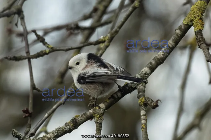 : Long-tailed Tit sitting on branch looking left : Long-tailed Tit sitting on branch looking left
