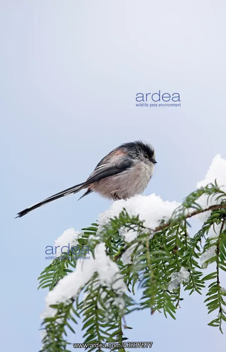 : Long-tailed Tit - on snow covered yew : Long-tailed Tit - on snow covered yew