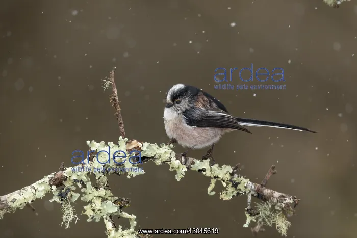 : Long Tailed Tit - Snowing - Cornwall - UK : Long Tailed Tit - Snowing - Cornwall - UK