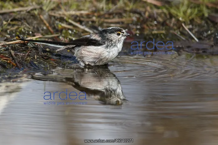 : Long-Tailed Tit - taking a bath - Castile and Leon, Spain : Long-Tailed Tit - taking a bath - Castile and Leon, Spain