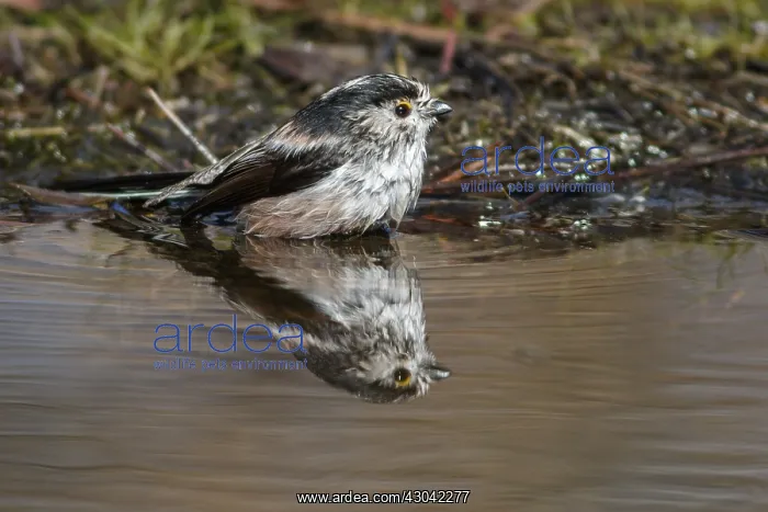 : Long-Tailed Tit - taking a bath - Castile and Leon, Spain : Long-Tailed Tit - taking a bath - Castile and Leon, Spain