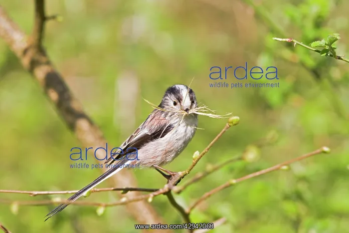 : Long tailed tit - on twig with grass for nest : Long tailed tit - on twig with grass for nest