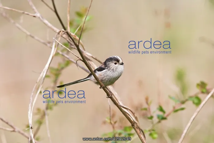 : Long tailed tit - on twig near nest : Long tailed tit - on twig near nest