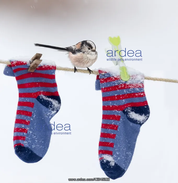 : Long Tailed Tit - on Washing Line in Snow - Cornwall - UK : Long Tailed Tit - on Washing Line in Snow - Cornwall - UK