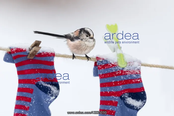 : Long Tailed Tit - Washing Line in Snow - Cornwall - UK : Long Tailed Tit - Washing Line in Snow - Cornwall - UK