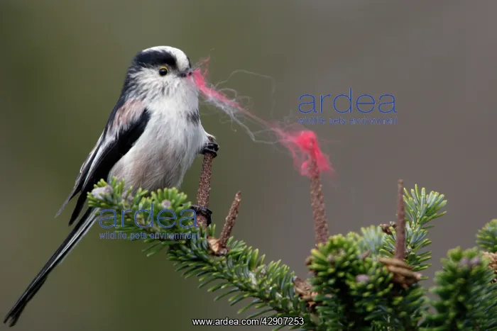 : Long-Tailed Tit - With wool in bill as nest building : Long-Tailed Tit - With wool in bill as nest building