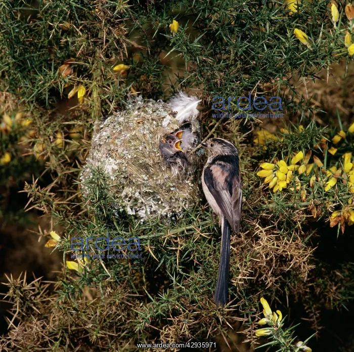 : Long-Tailed Tit - with young at nest : Long-Tailed Tit - with young at nest