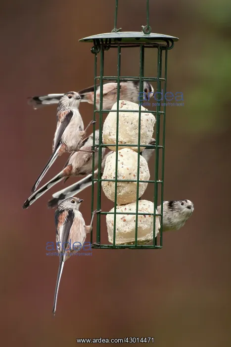 : Long tailed Tits adult flock feeding from fat ball feeder : Long tailed Tits adult flock feeding from fat ball feeder