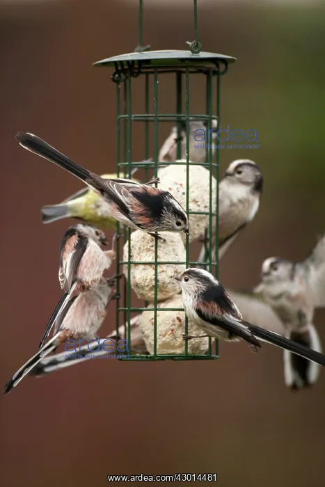 : Long tailed Tits adult flock feeding from fat ball feeder : Long tailed Tits adult flock feeding from fat ball feeder