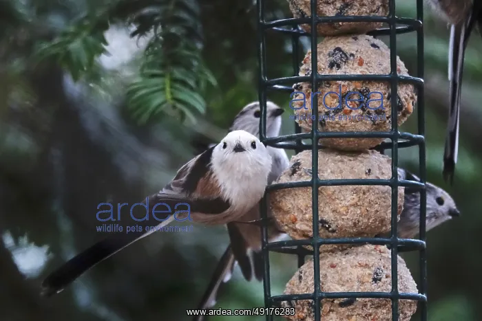 : Long-tailed tits (Aegithalos caudatus) : Long-tailed tits (Aegithalos caudatus)