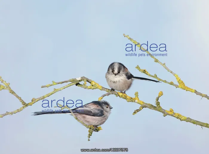 : Long-tailed Tits - on branch : Long-tailed Tits - on branch