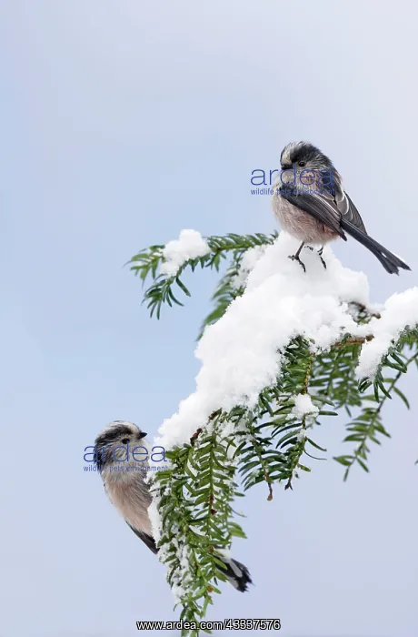 : Long-tailed Tits - on snow covered yew : Long-tailed Tits - on snow covered yew