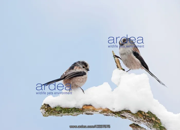 : Long-tailed Tits - on snowy branch : Long-tailed Tits - on snowy branch