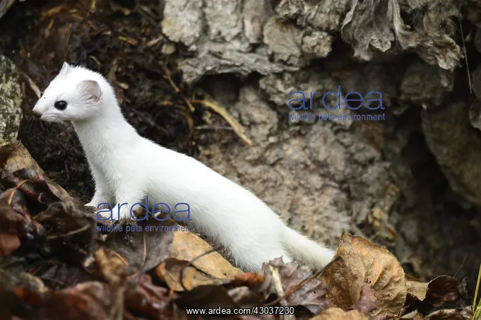 : Long-tailed Weasel in leaves - Long-tailed Weasel : Long-tailed Weasel in leaves - Long-tailed Weasel