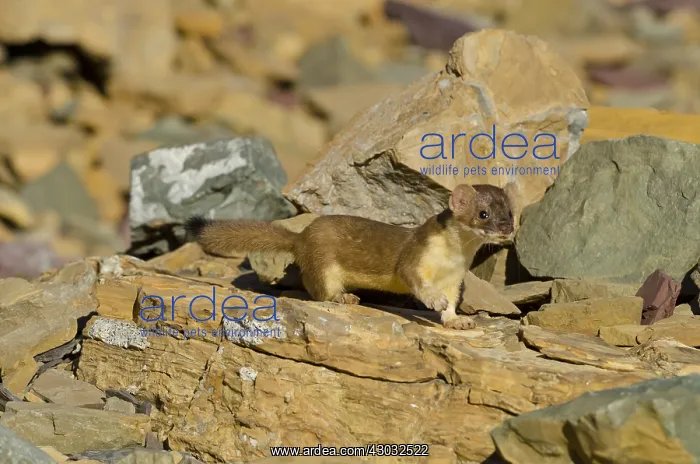 : Long-tailed Weasel (Mustela frenata). Northern : Long-tailed Weasel (Mustela frenata). Northern