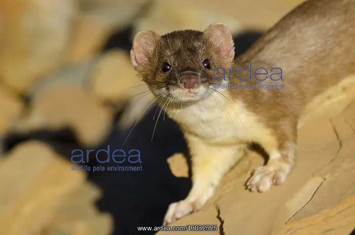  : Long-tailed Weasel (Mustela frenata). Northern