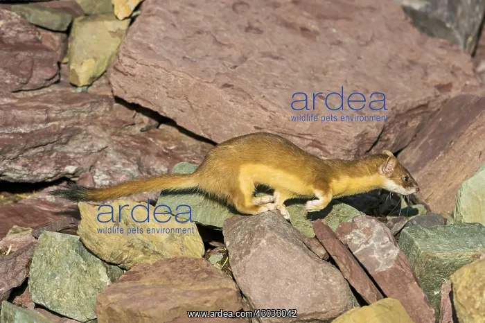 : Long-tailed Weasel (Mustela frenata). Northern : Long-tailed Weasel (Mustela frenata). Northern