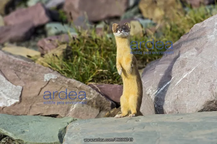 : Long-tailed Weasel (Mustela frenata). Northern : Long-tailed Weasel (Mustela frenata). Northern