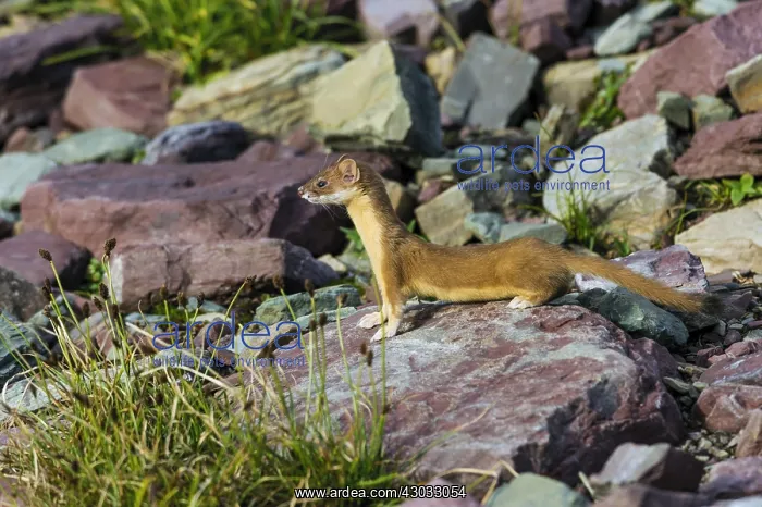 : Long-tailed Weasel (Mustela frenata). Northern : Long-tailed Weasel (Mustela frenata). Northern