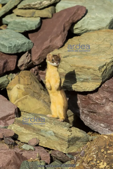 : Long-tailed Weasel (Mustela frenata) standing on : Long-tailed Weasel (Mustela frenata) standing on