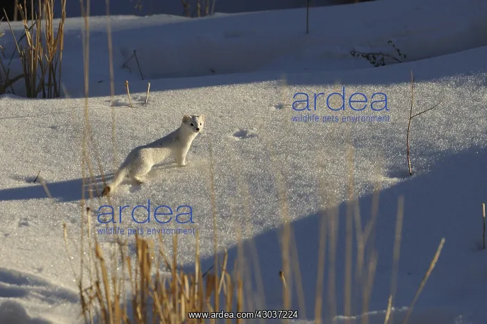 : Long-tailed Weasel in snow - Long-tailed Weasel : Long-tailed Weasel in snow - Long-tailed Weasel