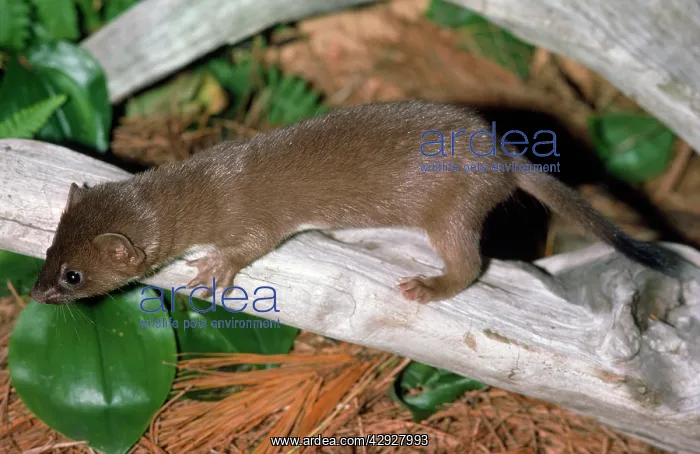 : Long-tailed Weasel - turns white in winter : Long-tailed Weasel - turns white in winter