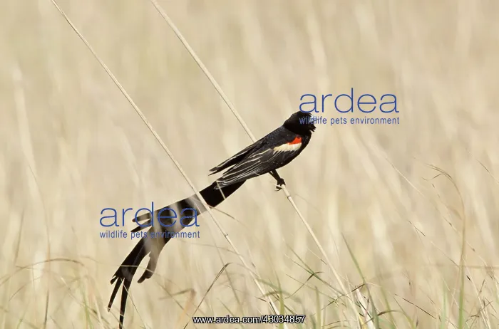 : Long-tailed Widow-bird male Golden Gate Highlands : Long-tailed Widow-bird male Golden Gate Highlands