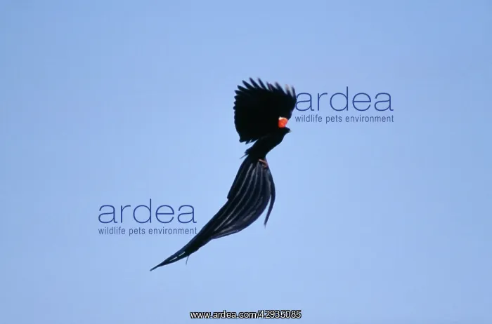 : Long-tailed Widowbird - Courtship display, in flght : Long-tailed Widowbird - Courtship display, in flght
