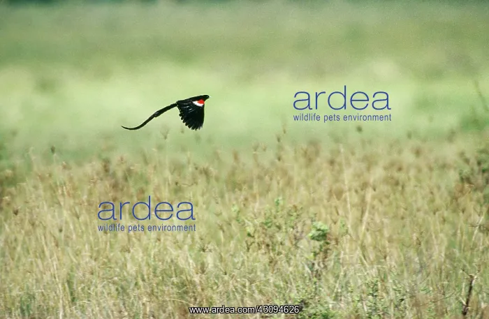 : Long-tailed Widowbird flying : Long-tailed Widowbird flying