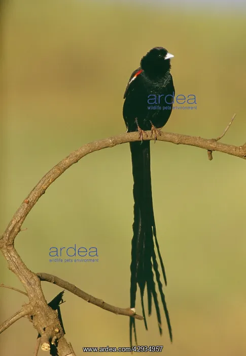 : Long-tailed WIDOWBIRD - perched : Long-tailed WIDOWBIRD - perched