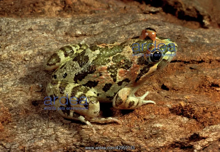  : Long-thumbed  /  Barking frog