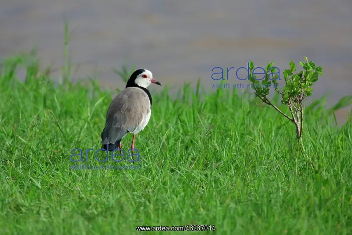 : Long-toed Lapwing (Vanellus crassirostris) on ground : Long-toed Lapwing (Vanellus crassirostris) on ground