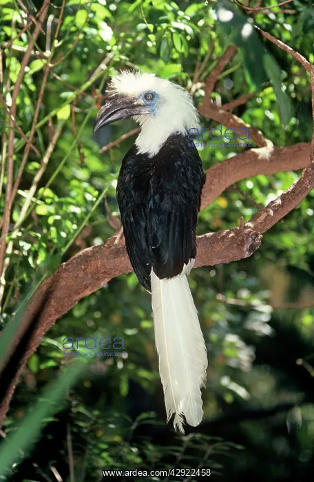 : Long / White CRESTED HORNBILL / Long / White crowned : Long / White CRESTED HORNBILL / Long / White crowned