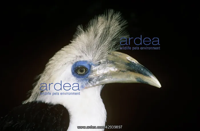 : LONG / White CRESTED HORNBILL / Long / White crowned : LONG / White CRESTED HORNBILL / Long / White crowned