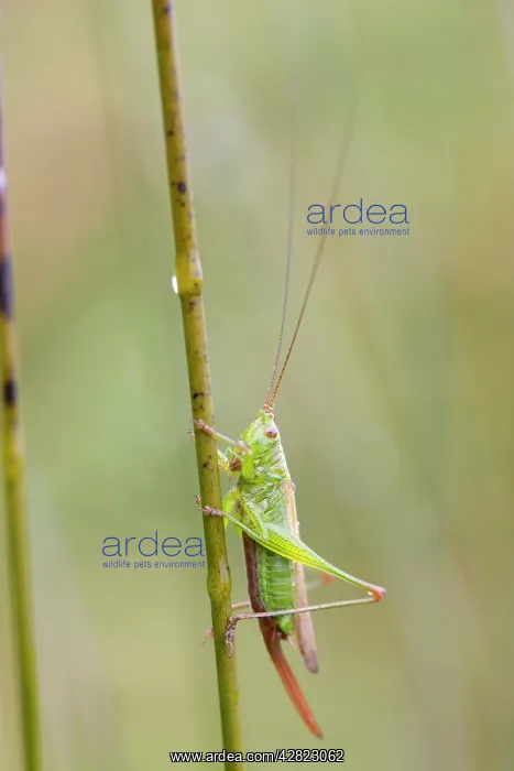 : Long Winged Conehead : Long Winged Conehead