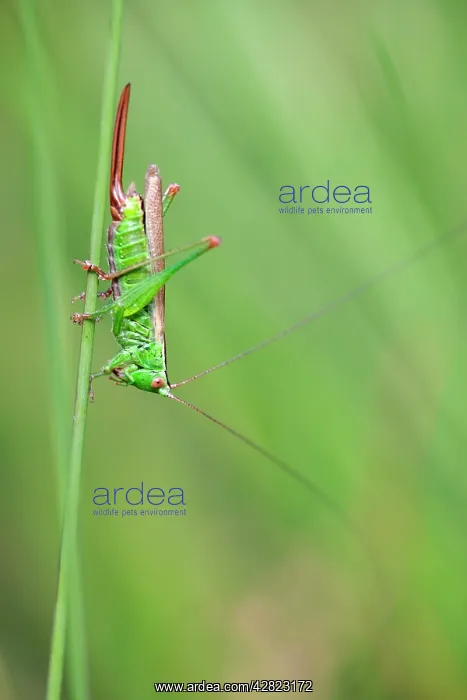 : Long Winged Conehead : Long Winged Conehead