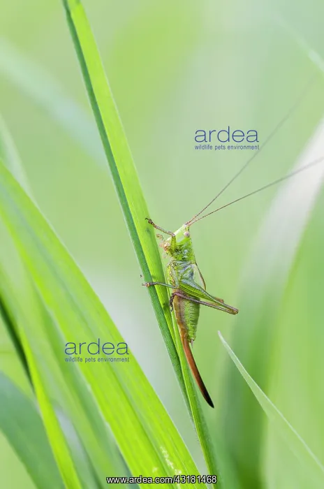 : Long-winged Conehead : Long-winged Conehead