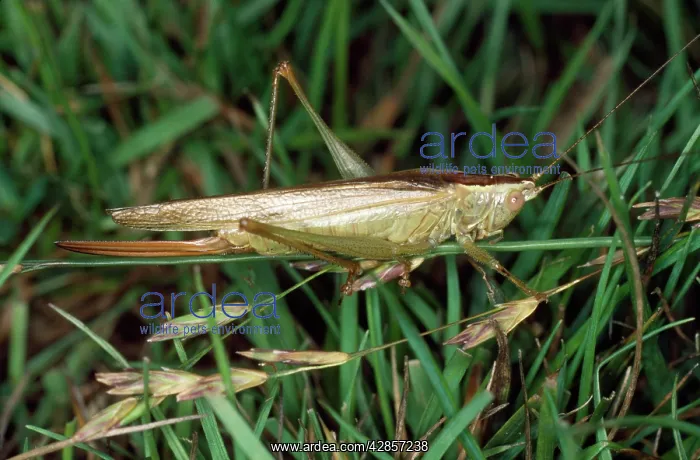: Long-winged Conehead Bush Cricket - female : Long-winged Conehead Bush Cricket - female