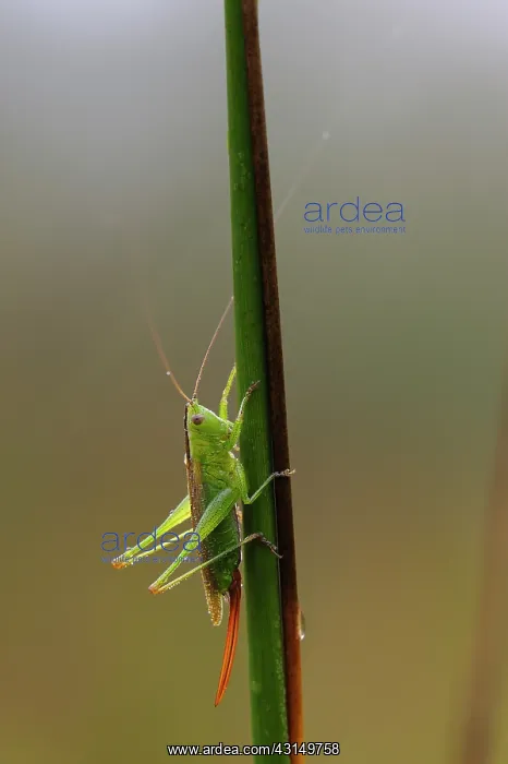 : long-winged conehead (Conocephalus discolor) : long-winged conehead (Conocephalus discolor)