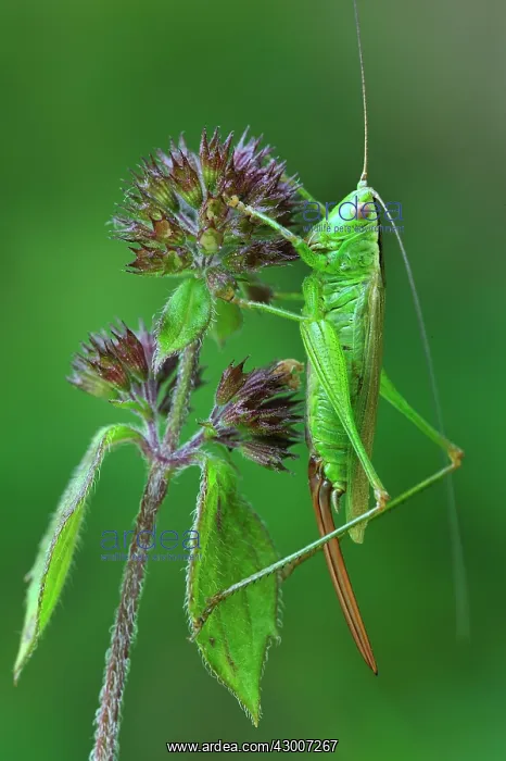 : Long-winged Conehead female : Long-winged Conehead female